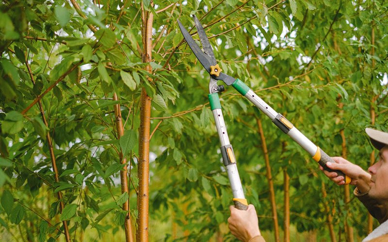 Tree trimming in Somers, IA